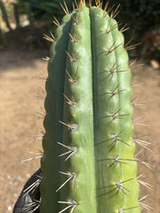 💎🌶️ SS02 x Kimura’s Spiny Giant   — Massive NOTCHY 14” Tip
