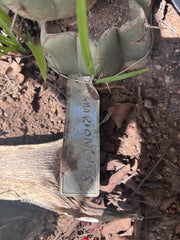 👑🌶️ Maranonensis — Thick 10” Pup