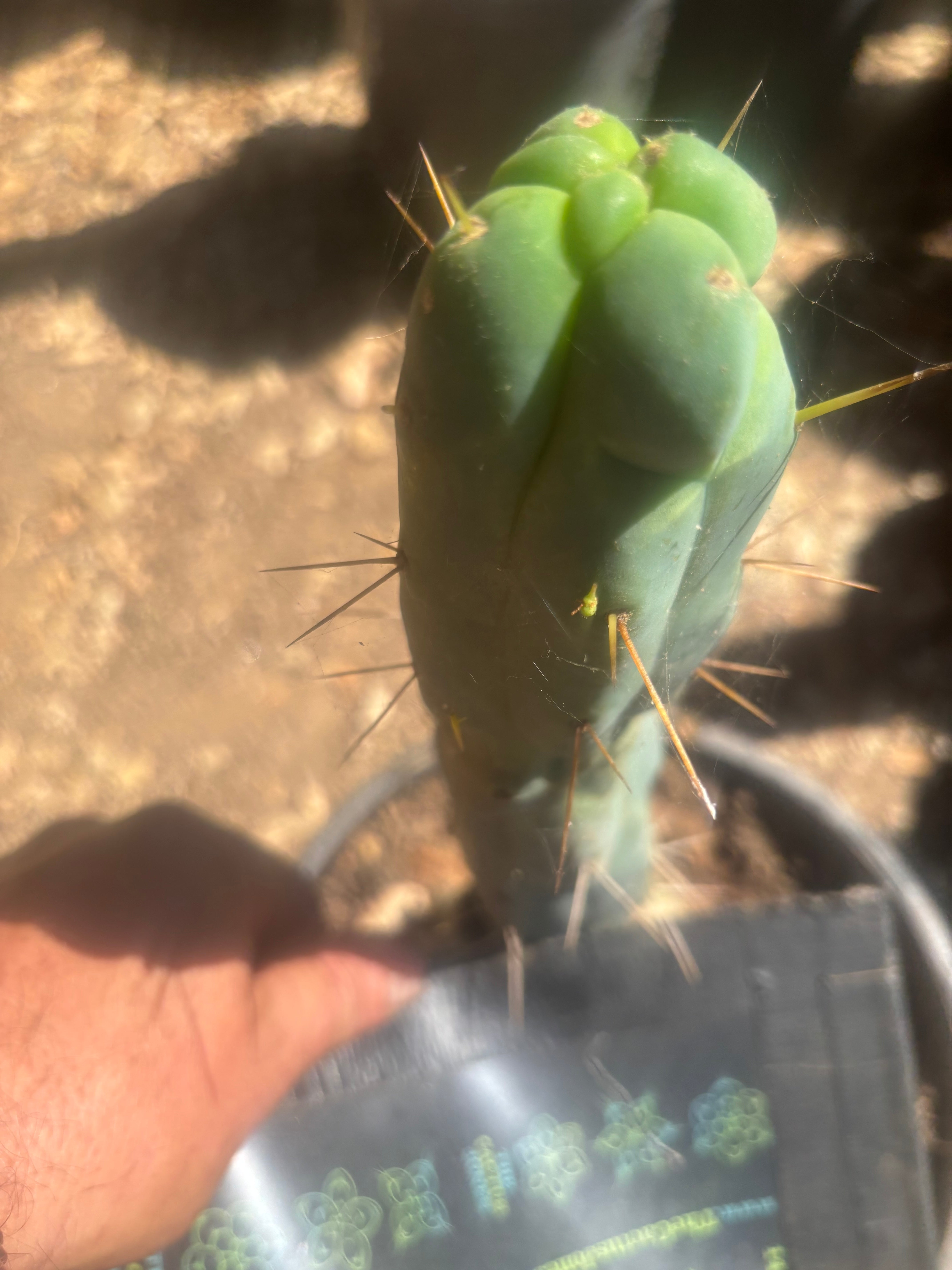 💎👑🌶️ Monster De Cota Cota — 8” Tip