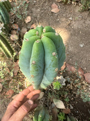 👑🌶️🌶️ Landfill — 11” Pup