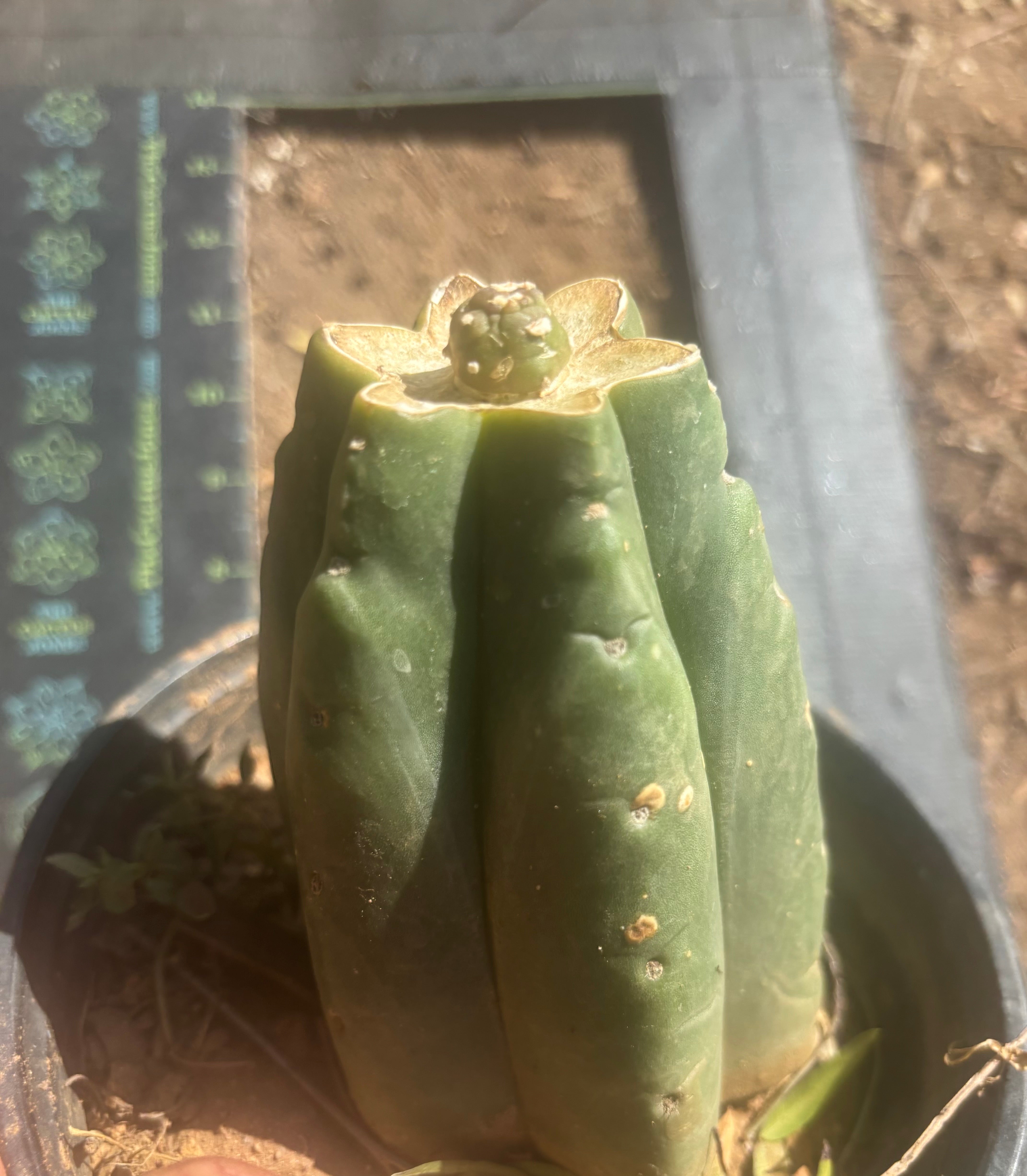 💎👑💎 SCB Again — Pup Graft on Rooted Pierre