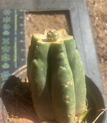 💎👑💎 SCB Again — Pup Graft on Rooted Pierre