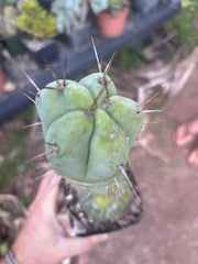 👑💎🌶️ CSD — Rooted Graft (Whole)