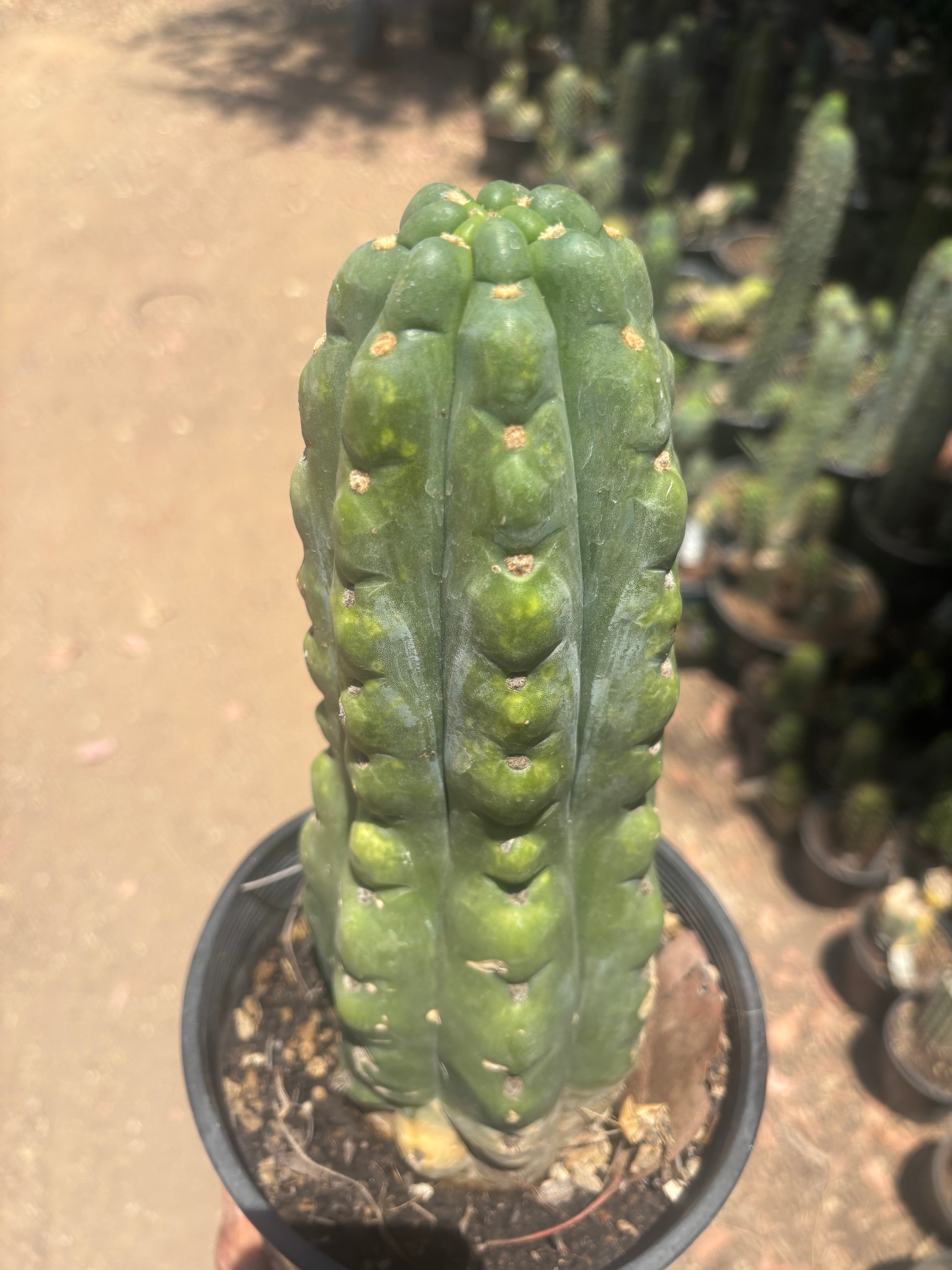 💎👑🌶️  Ichoca — Chonky Rooted 12”