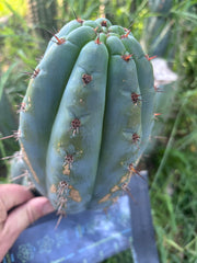 💎👑 Papa Smurf — FAT 9” Pup