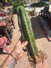 👑🌶️ Scop A — Fully Rooted 15” Tip