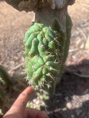 👑🐦‍⬛ RJ’s Clone — 9” Dichot Tip
