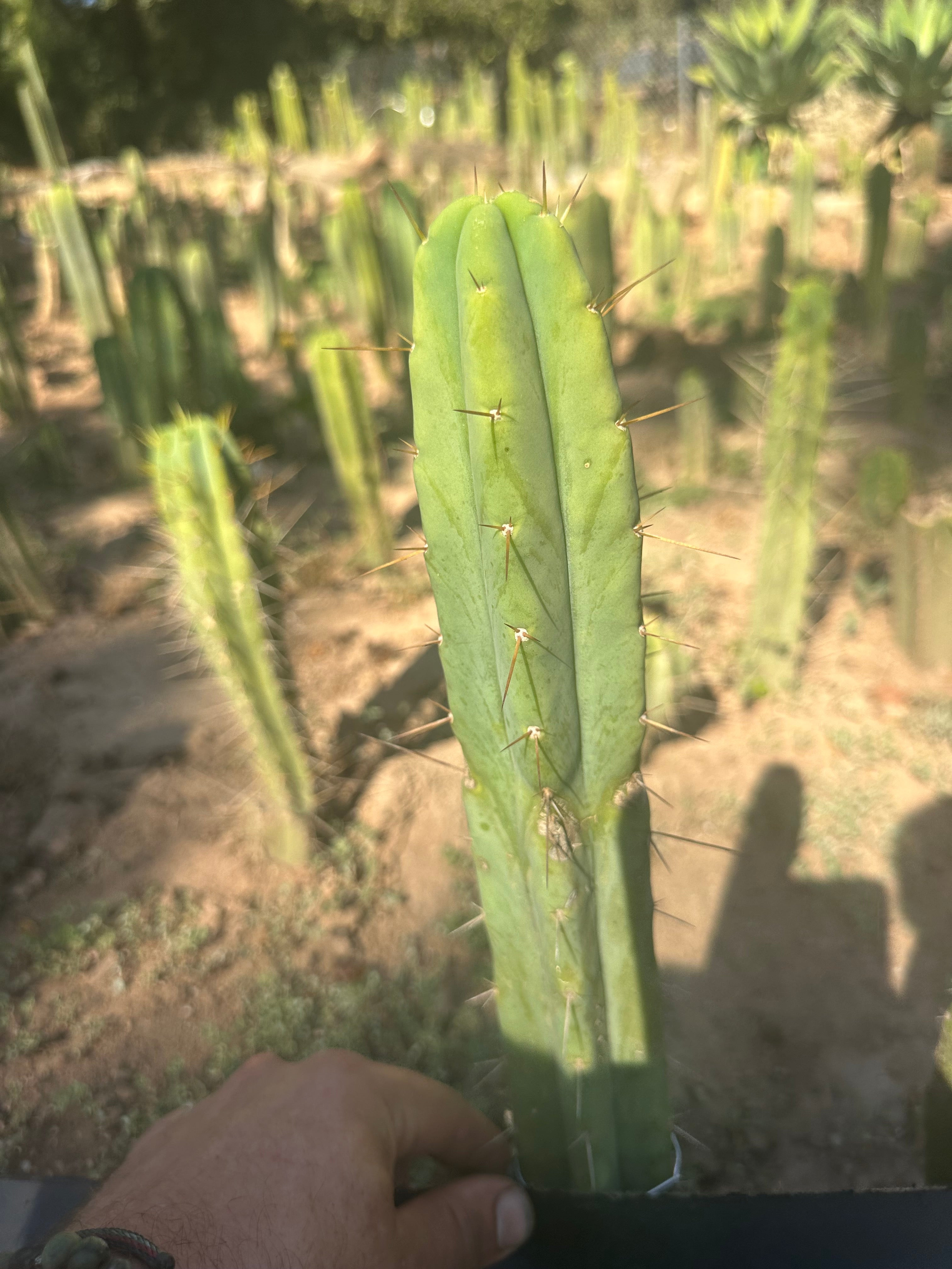 👑🌶️ Exotic Gardens — 10” Tip