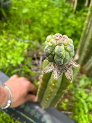 👑💎 Glorp — Tip Graft