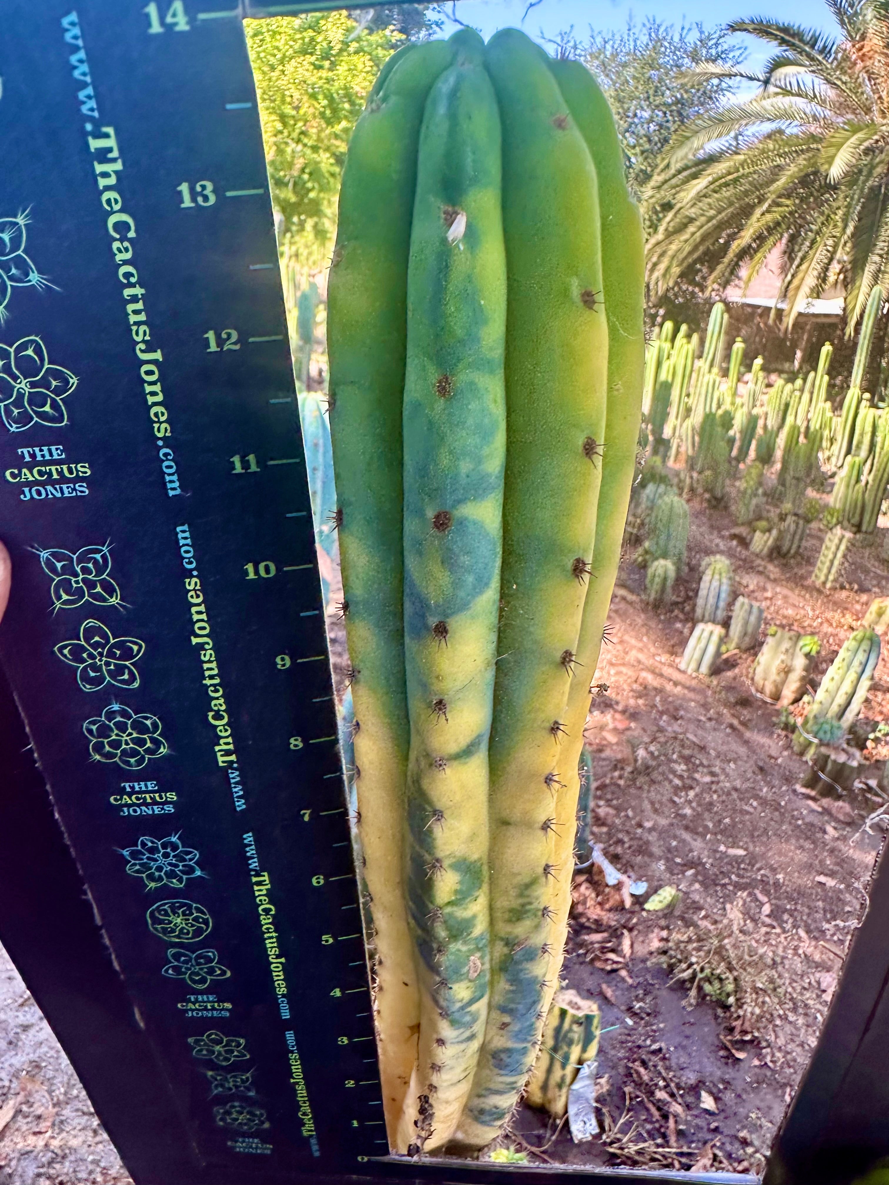 💎👑 Neon —  13” Tip