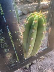 Gary Duke’s — 8” Pup