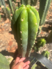 👑🌶️🌶️ Landfill — XL 14” Pup