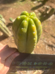 👑💎🌶️ “Lil Inca” / JN08.2379M  — Chunky 5.5” Tip