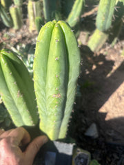 👑🌶️🌶️ Ogun — 9.5” Tip