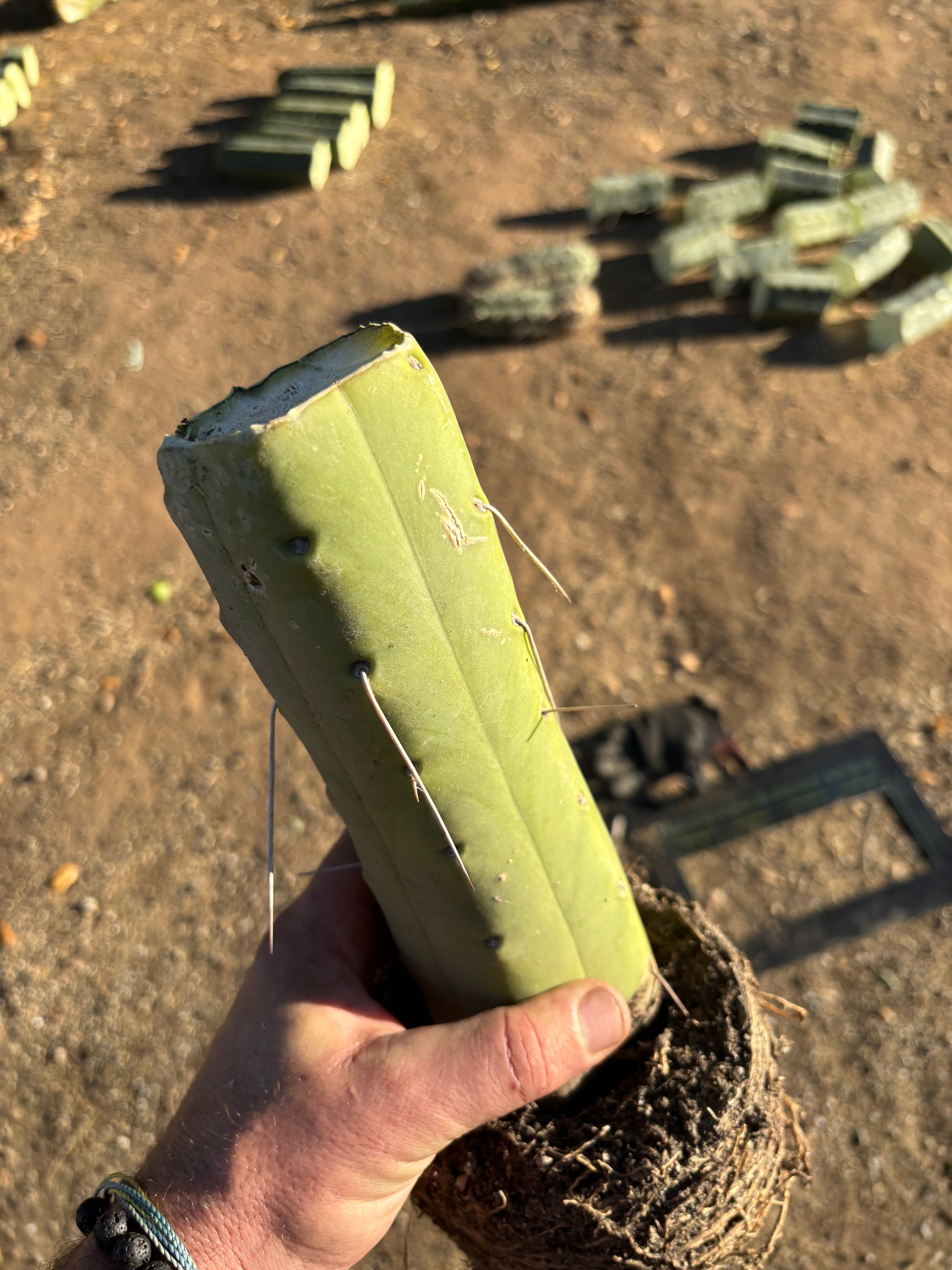 👑🌶️🌶️  Jiimz Twin — Fully Rooted Stump