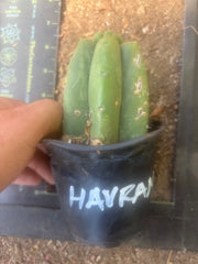 💎👑💎 Havran — Pup Grafts on Rooted Pierre (Inventory Listing)