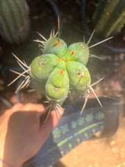 💎🌶️🌶️ NOM — Thick 7” Tip
