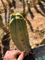 👑🌶️🌶️ Dulzura — 9” Pup