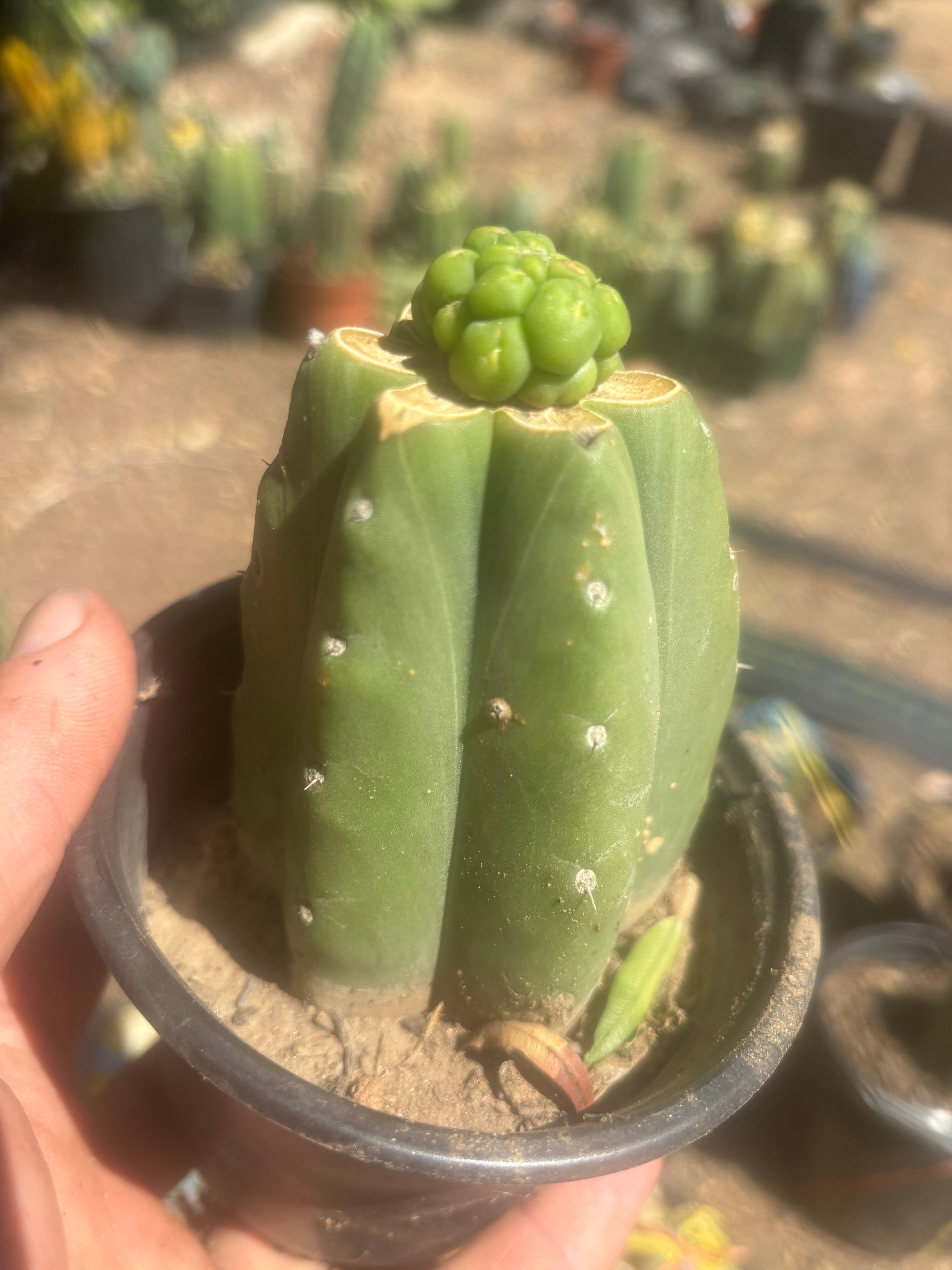 💎👑💎 Havran — Pup Graft on Rooted Pierre