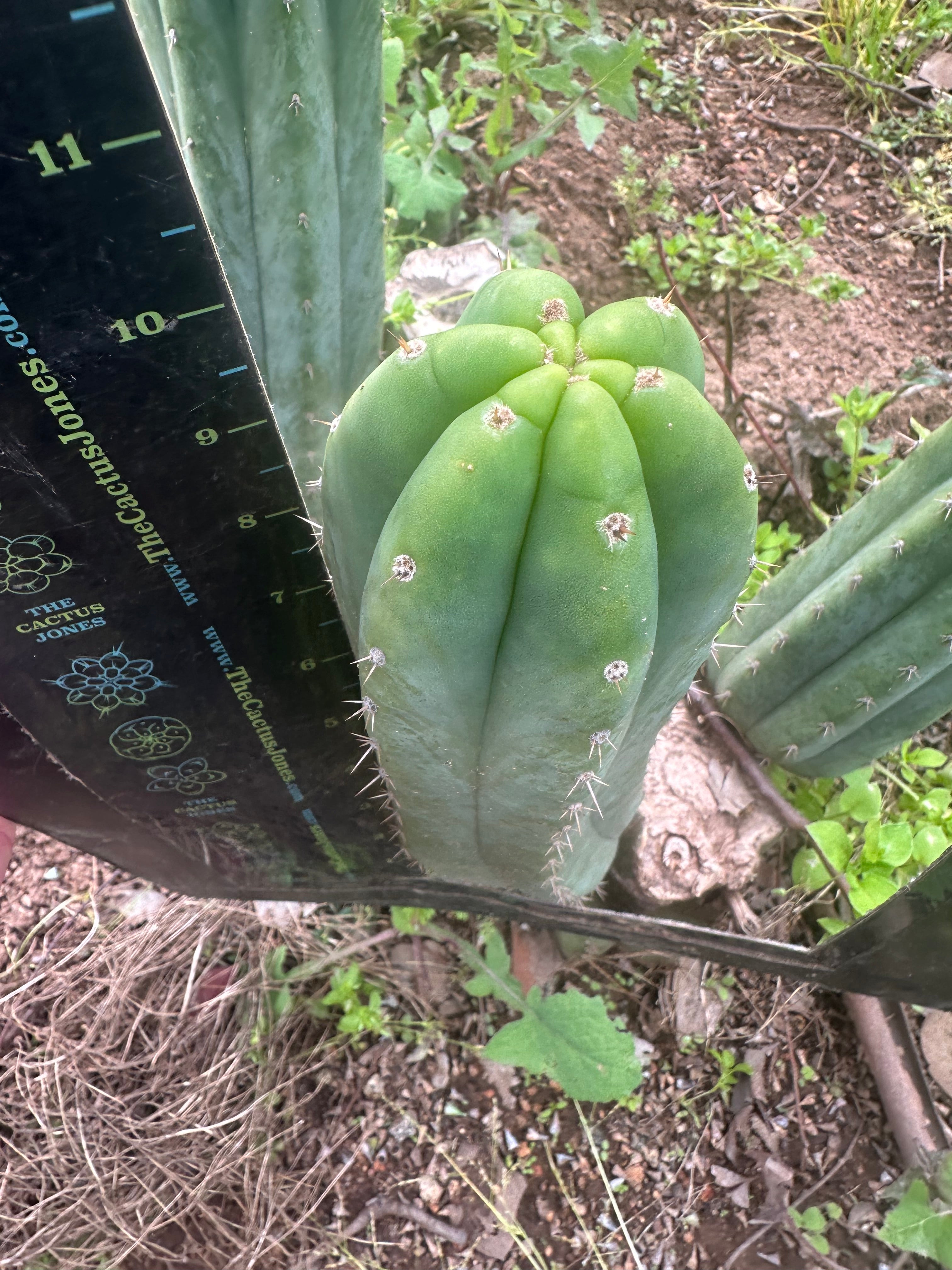 👑🌶️🌶️ Landfill — 10” Pup