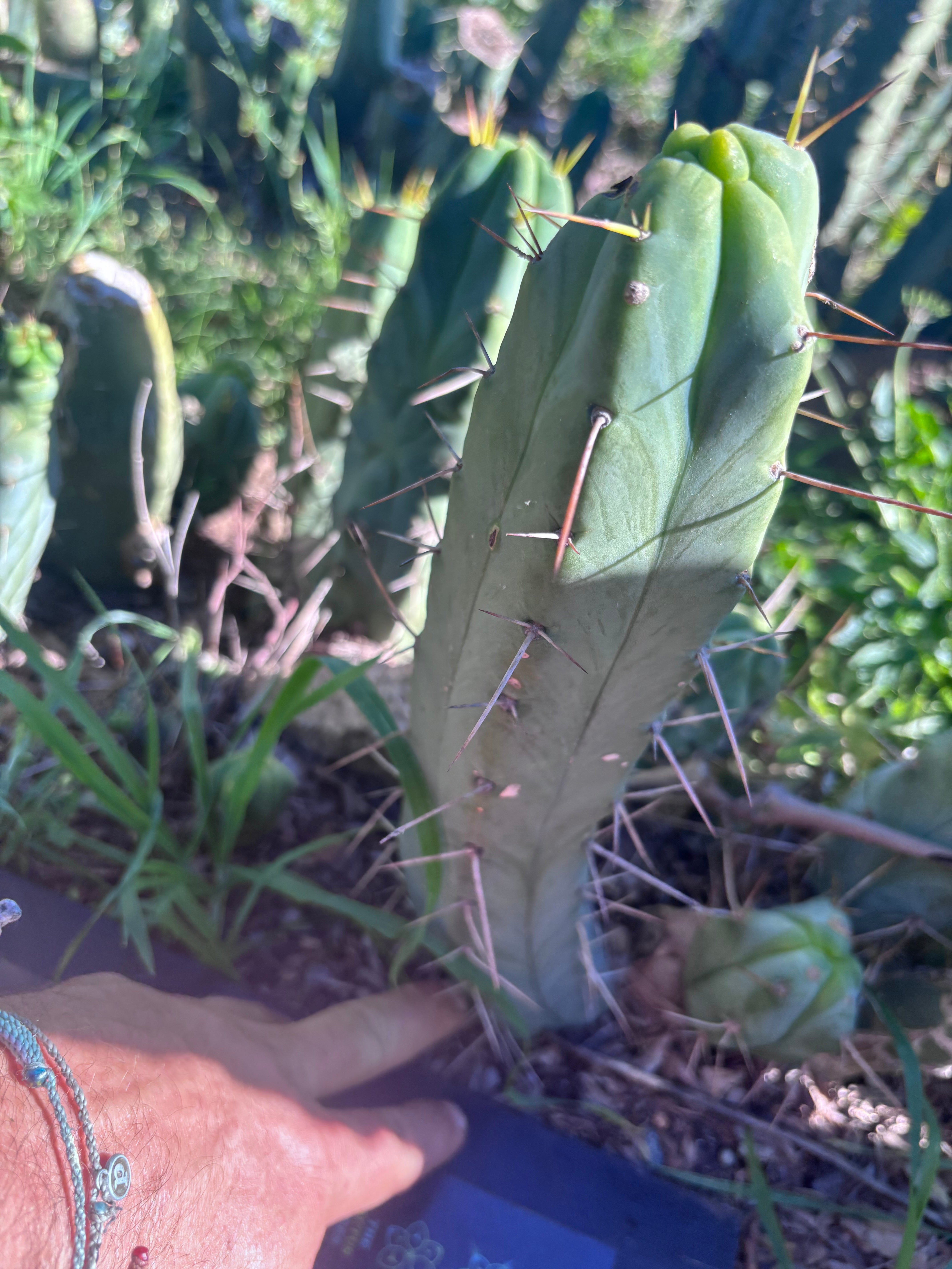 👑🌶️  Mel — 11” Pup