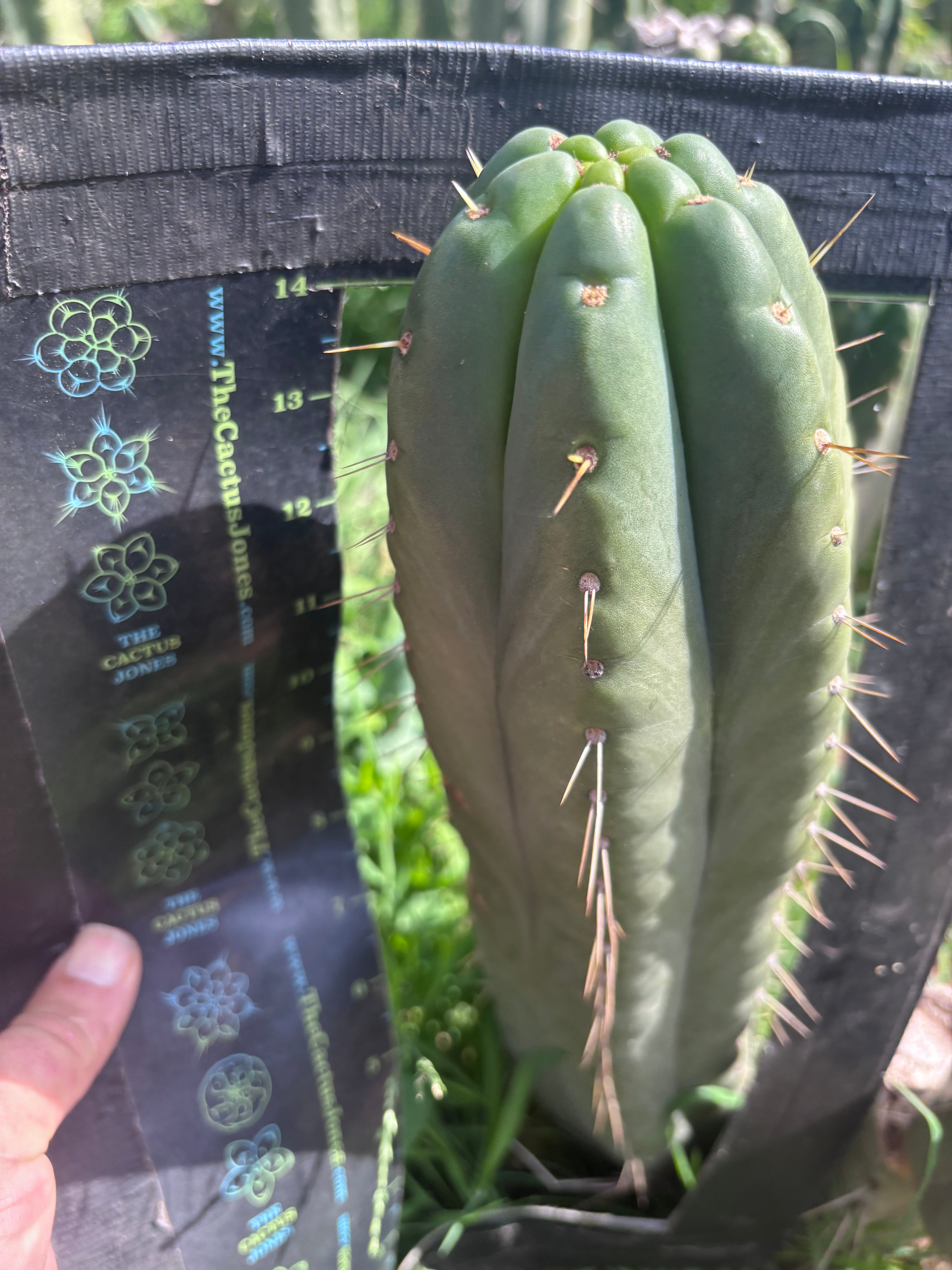 👑💎🌶️ Yowie — Beefy XL 15” Pup