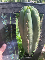 👑💎🌶️ Yowie — Beefy XL 15” Pup