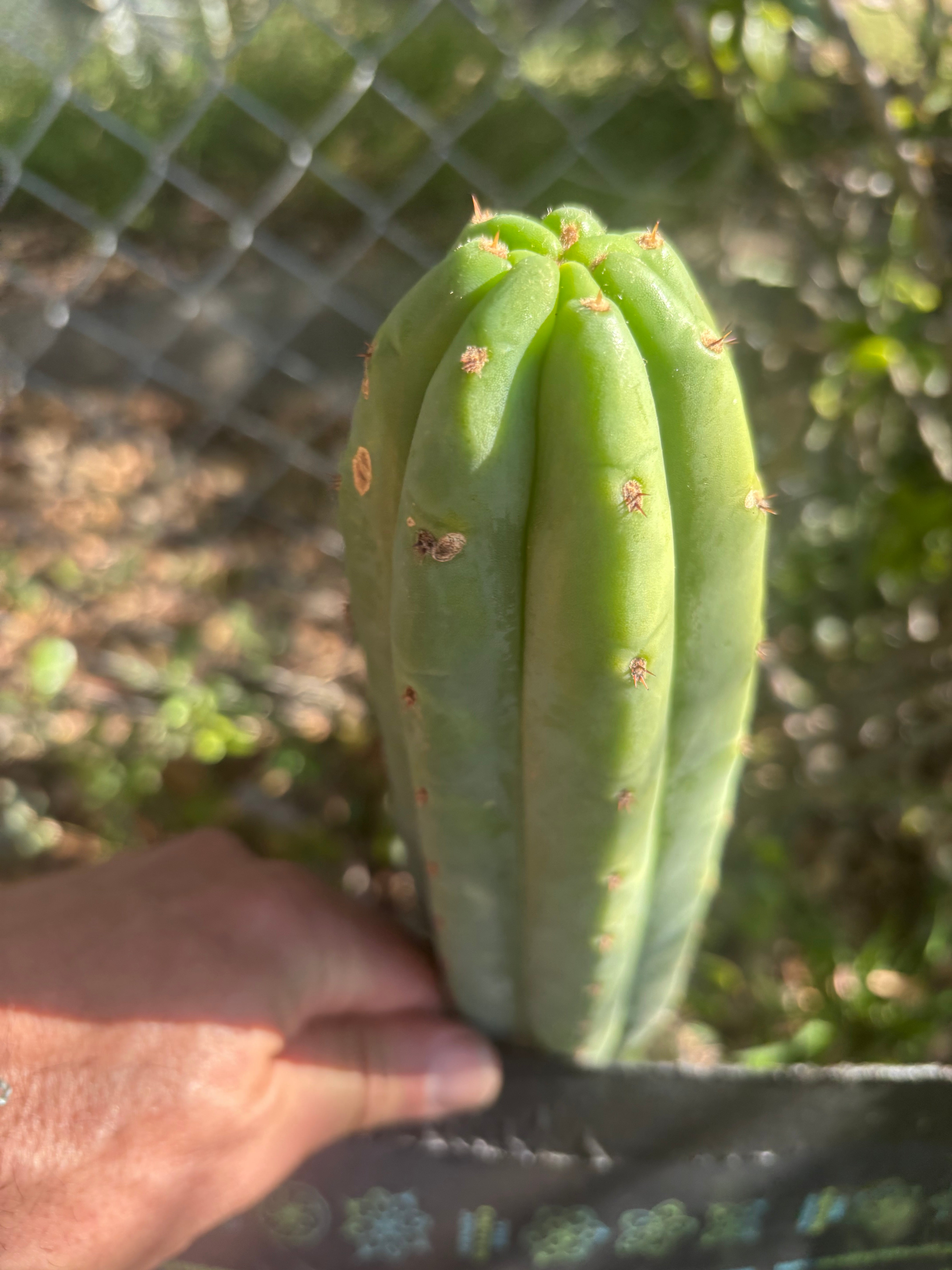 💎👑🌶️🌶️ KR04 — Another 7” Tip