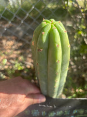 💎👑🌶️🌶️ KR04 — Another 7” Tip