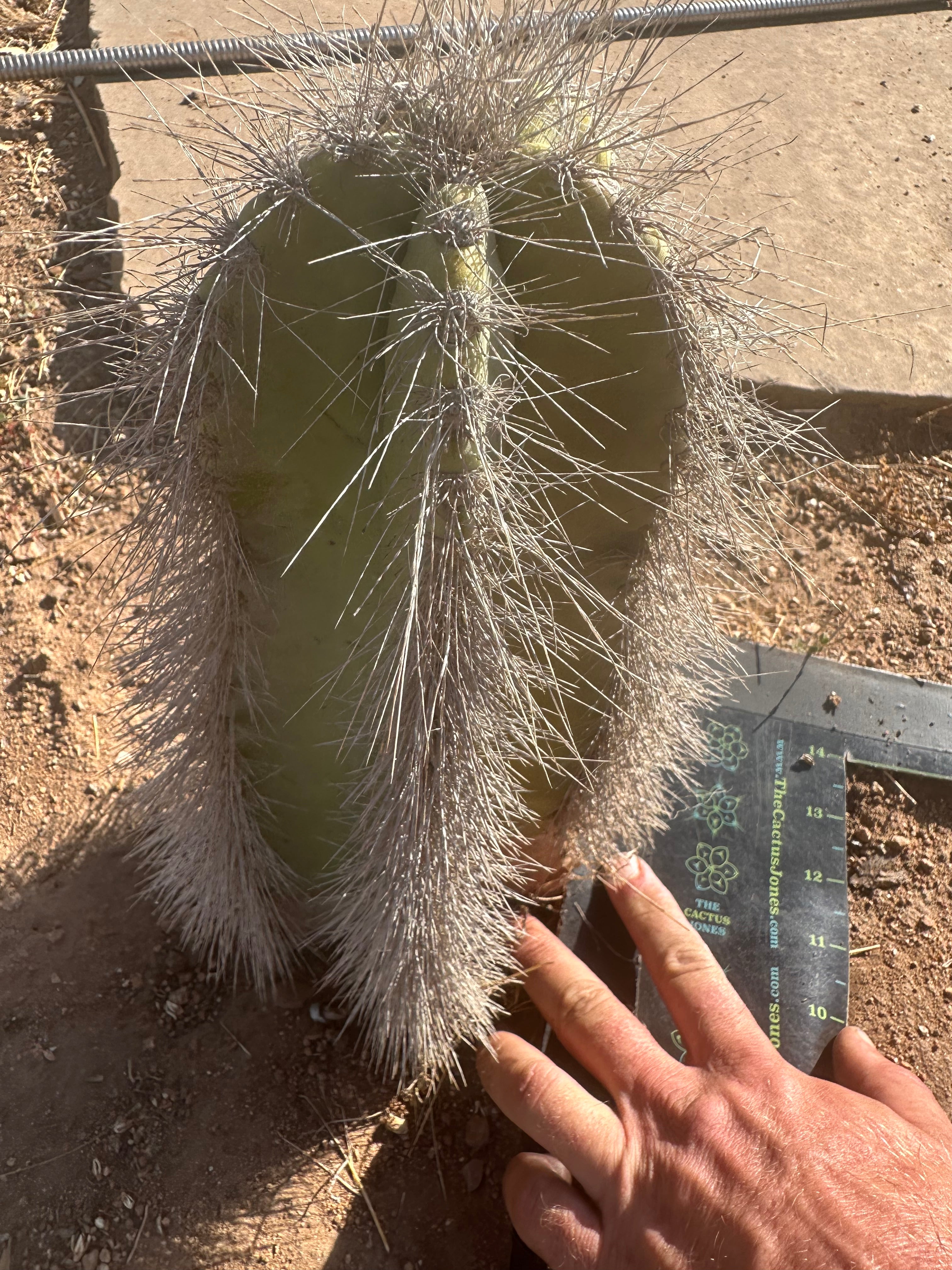 👑 Wooly Rhino — Rooted 11” Whole Plant
