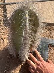 👑 Wooly Rhino — Rooted 11” Whole Plant