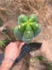 💎👑🌶️ Bob’s Colossus — Beefy 10” Tip