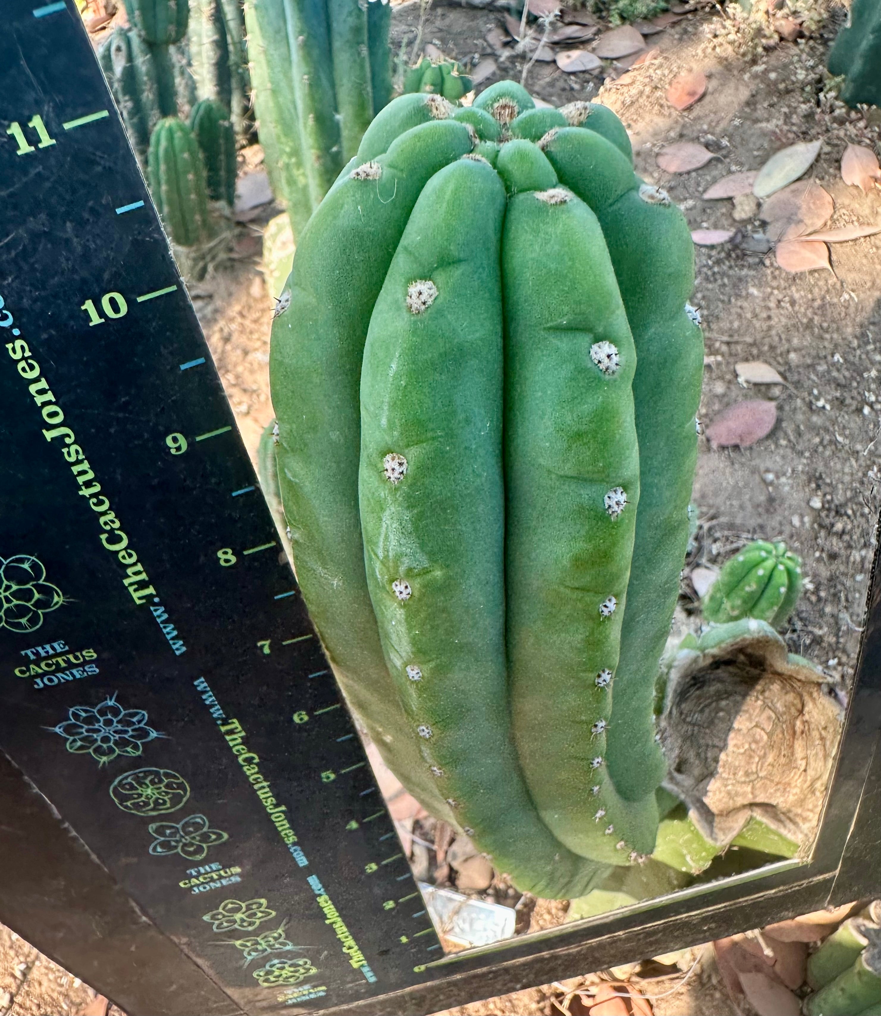 👑🌶️ The Field’s Pachanoi — 11” Pup