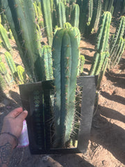 💎🌶️ 0102 — XXL Two Footer Tip (24”)