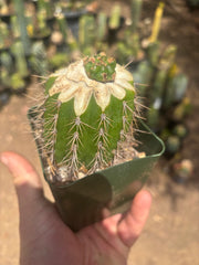 💎👑💎 Tulhuay — Rare Magenta Flower — Pup Graft