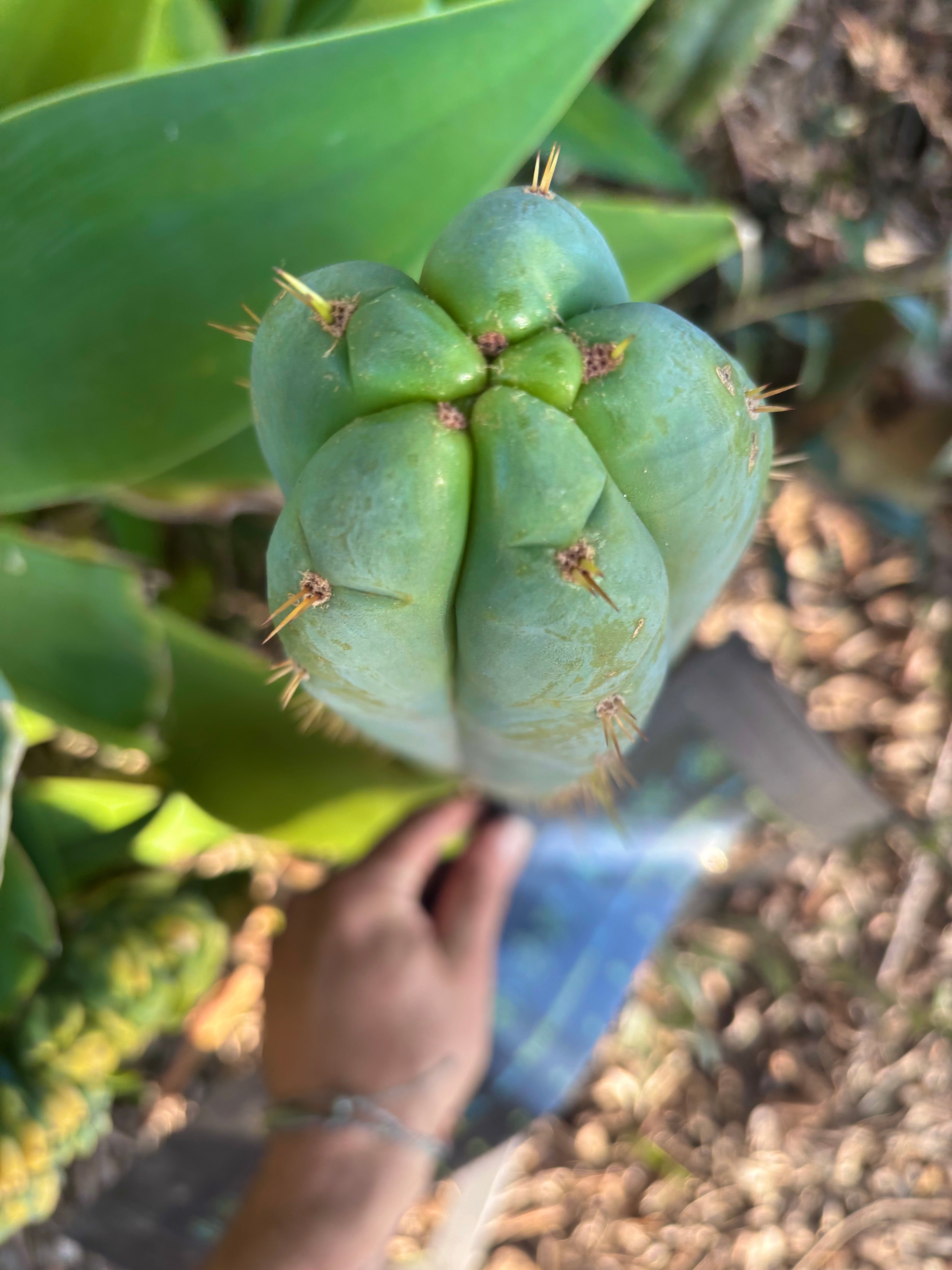 💎👑 Lotusland Huanu —  XL Fat-n-Frosty 14” Tip