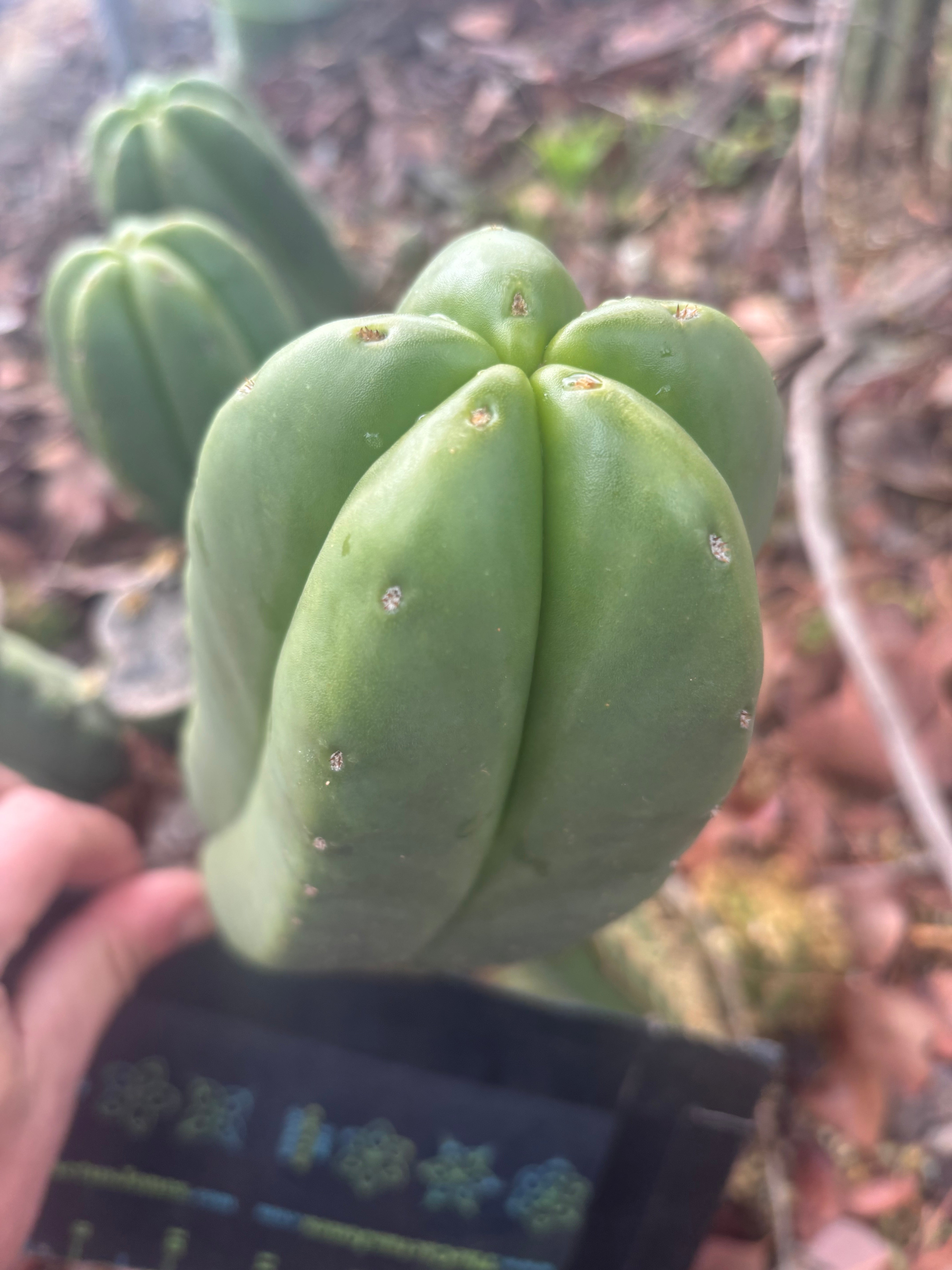 👑🌶️ Zulk — 8” Pup Melon