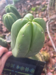 👑🌶️ Zulk — 8” Pup Melon