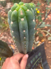 👑🌶️  Ichoca — 8” Tip