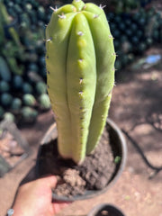 👑🌶️ Ecuadorian Pach — Rooted 13”