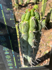 👑 Chala Restocked! — Notchy 10” Tips