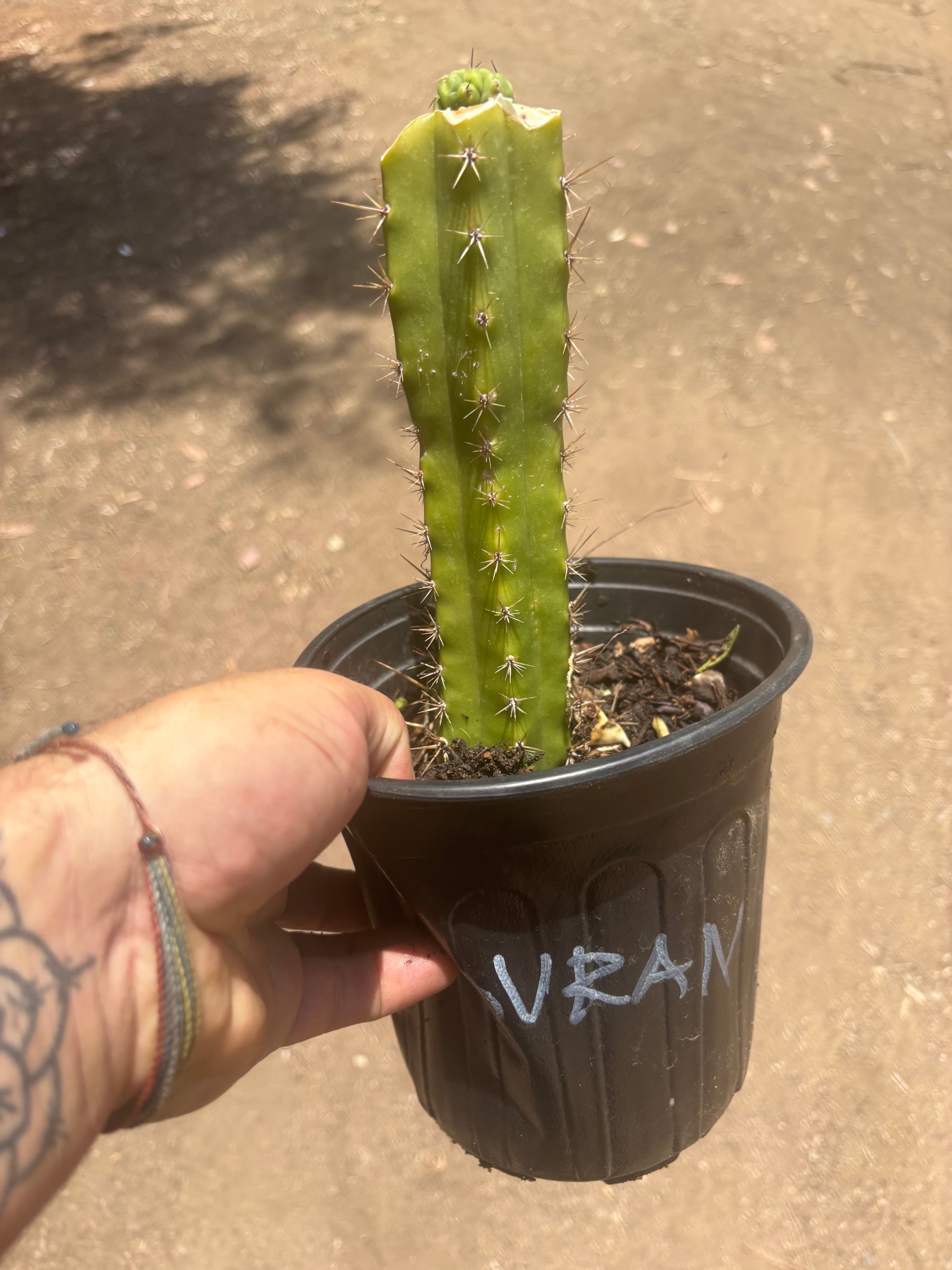 💎👑💎 Havran — Pup Graft on Seed Grown Rooted Stock