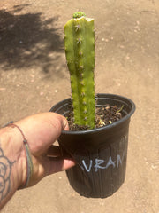 💎👑💎 Havran — Pup Graft on Seed Grown Rooted Stock