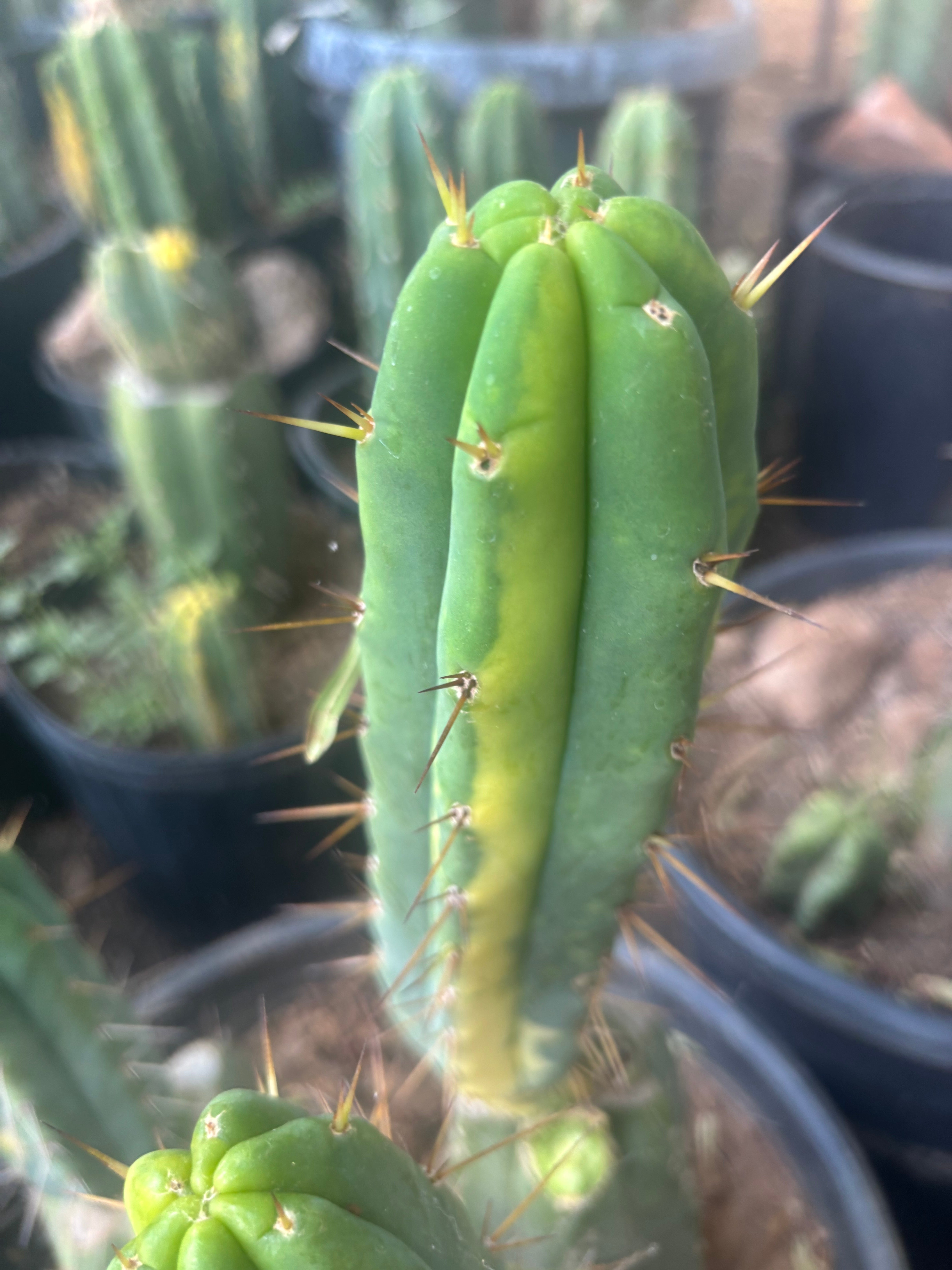 💎👑🌶️ MJC01  — 6” Vari Tip