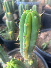 💎👑🌶️ MJC01  — 6” Vari Tip