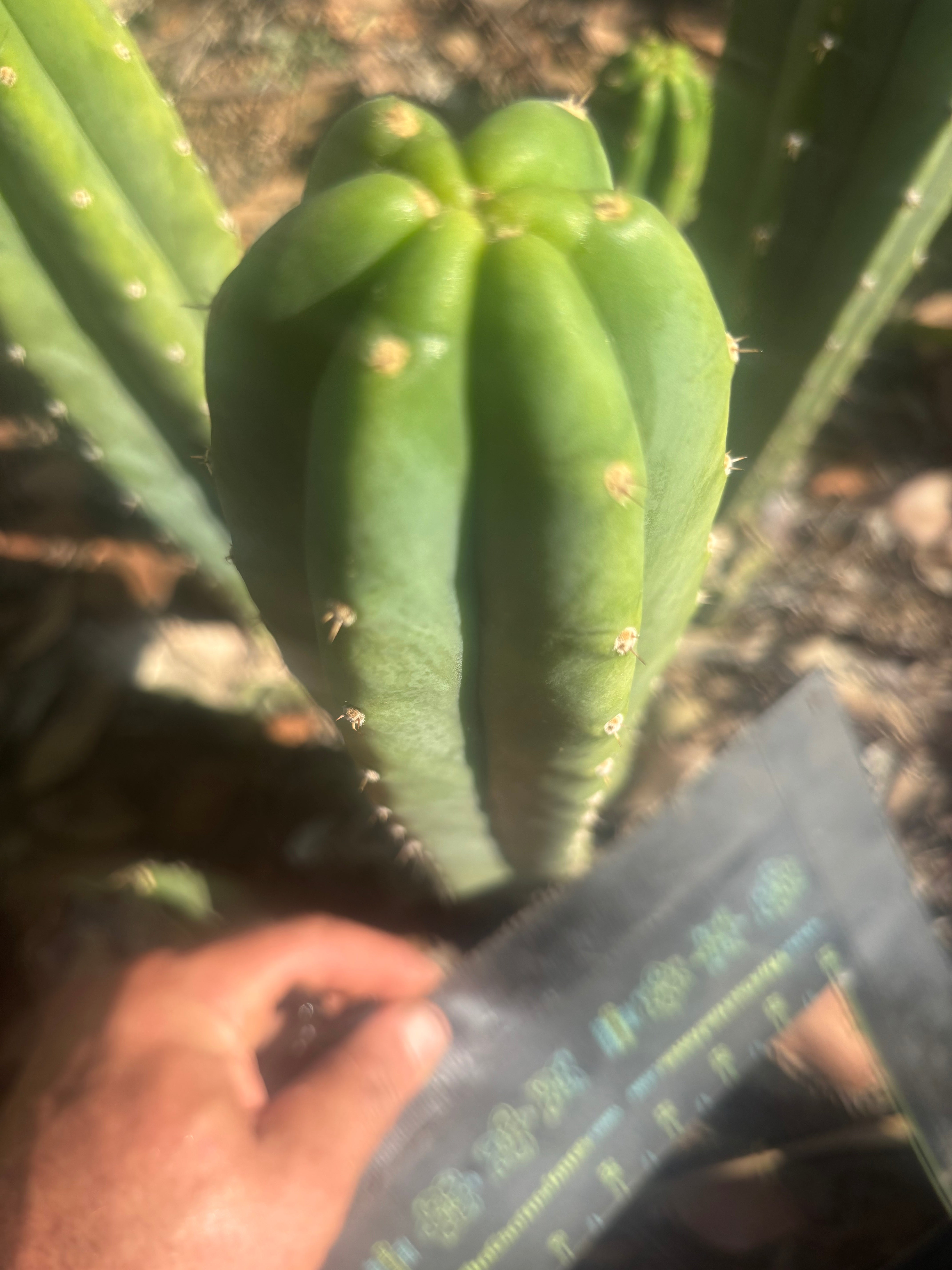 👑🌶️🌶️ Landfill — 9” Tip