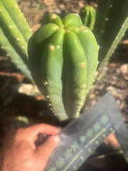 👑🌶️🌶️ Landfill — 9” Tip