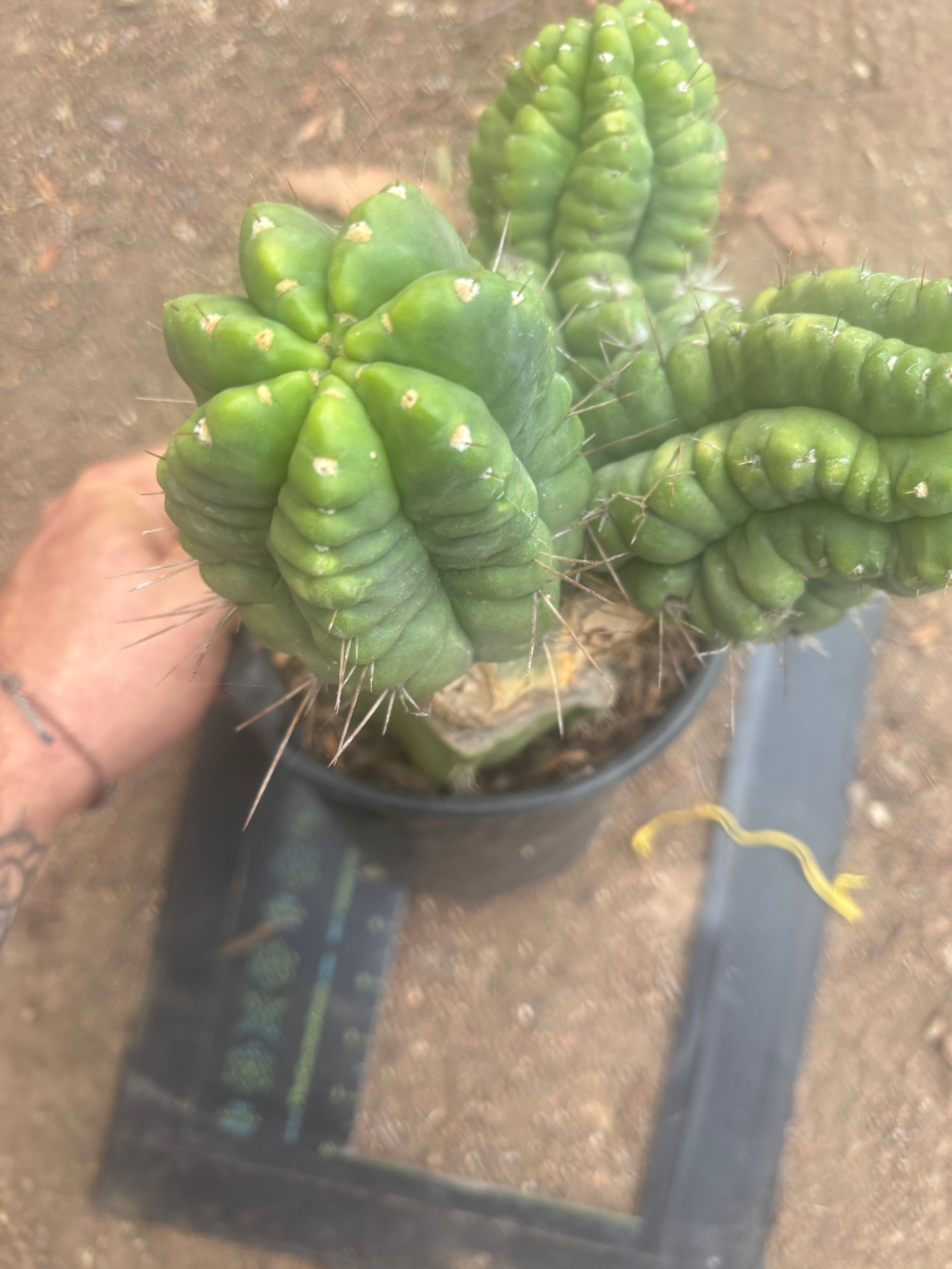 💎👑💎 Havran — XL Established Graft on Rooted PC