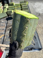 🌶️ SS02 x Yowie — MASSIVE 7” Mids