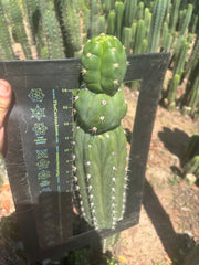 💎👑🌶️ Huancabamba — XL 16” Tip